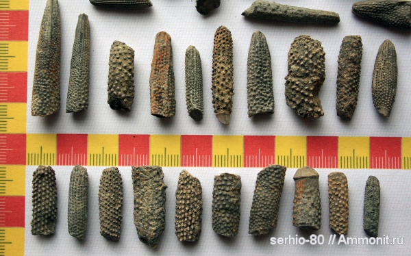 иглокожие, юра, Крым, иглы морских ежей, Судак, Jurassic