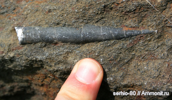 белемниты, юра, головоногие моллюски, келловей, Крым, Судак, Jurassic, belemnites