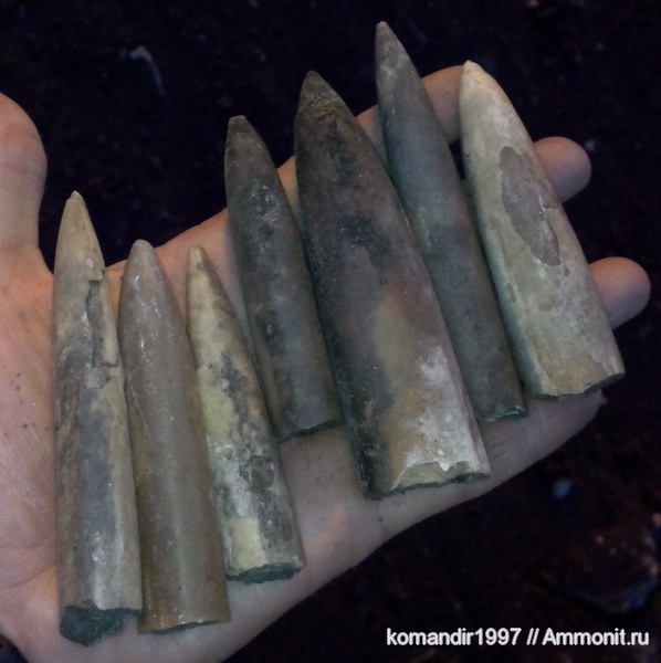 белемниты, юра, юрский период, Одинцово, Jurassic, belemnites