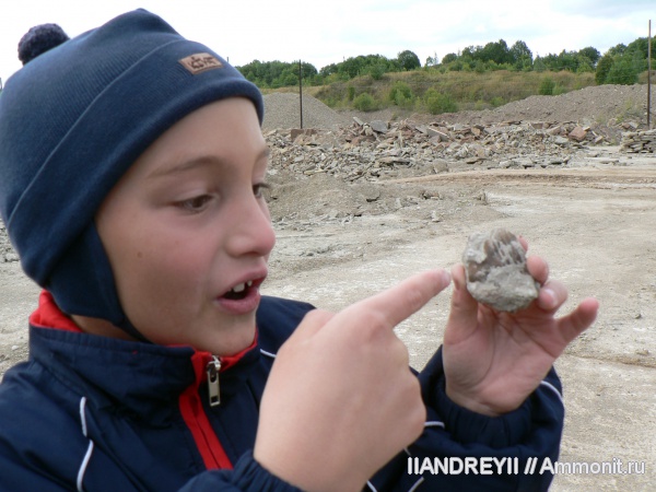 окаменелости, трилобиты, ордовик, известняк, Ленинградская область, юные палеонтологи, Fossils, Ordovician