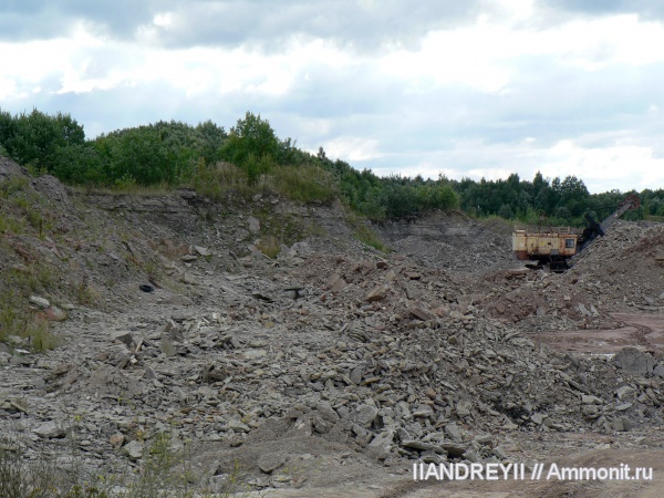 окаменелости, трилобиты, ордовик, известняк, Ленинградская область, Fossils, Ordovician