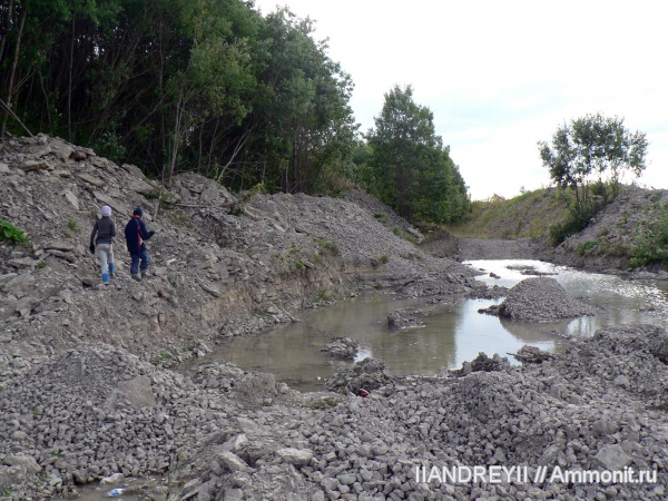 окаменелости, трилобиты, ордовик, известняк, Ленинградская область, Fossils, Ordovician