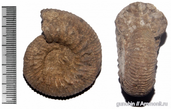 аммониты, Самарская область, Kepplerites, Kosmoceratidae, Ammonites