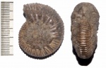 Аммонит Kepplerites gowerianus