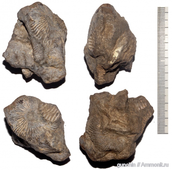 аммониты, Pseudocadoceras, Самарская область, Cadoceratinae, Cardioceratidae, Ammonites