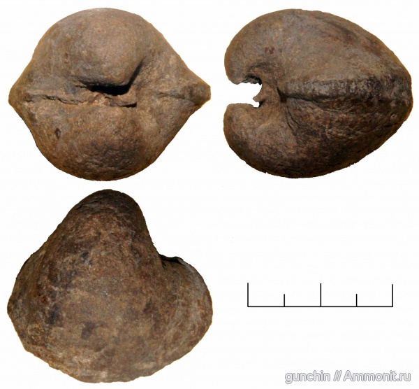 двустворки, Самарская область