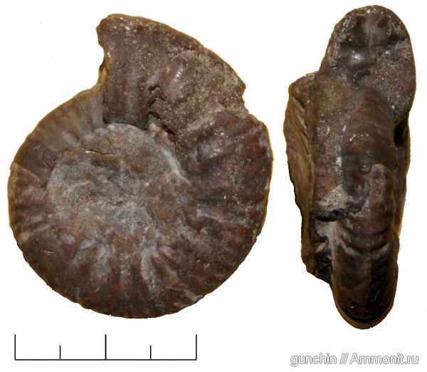 нижний келловей, келловей, Самарская область, Perisphinctidae, Proplanulites, Callovian, Middle Jurassic, Lower Callovian