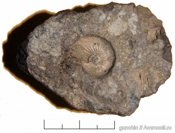 Самарская область, Chamoussetia