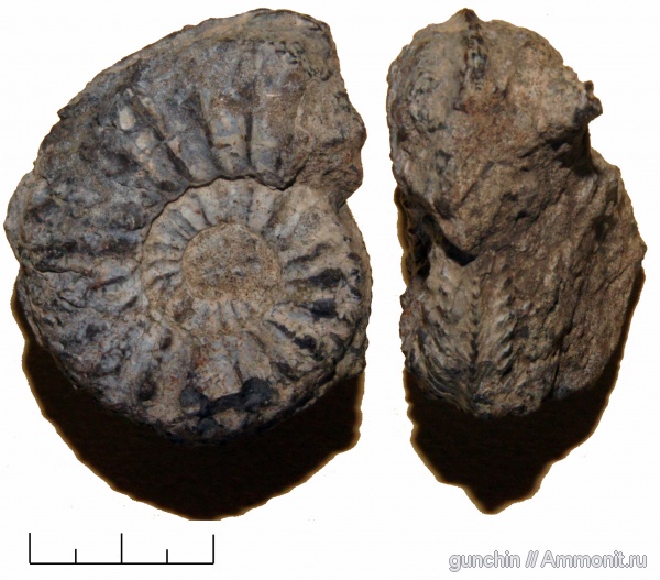 Cardioceras, Самарская область, Cardioceratidae