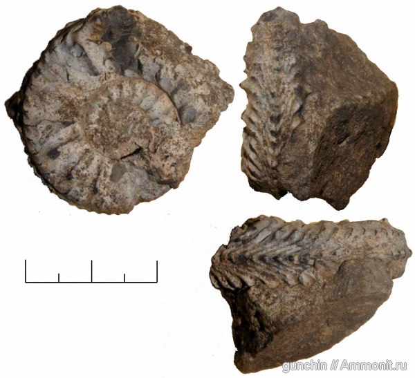 Cardioceras, Самарская область, Cardioceratidae