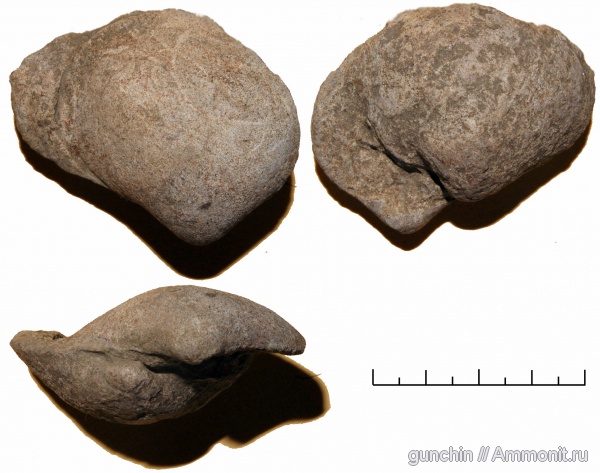 двустворки, Самарская область