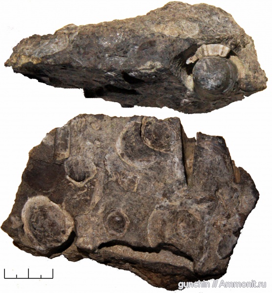белемниты, двустворки, Самарская область, belemnites