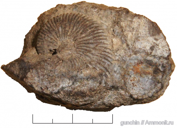 аммониты, Pseudocadoceras, Самарская область, Cadoceratinae, Cardioceratidae, Ammonites