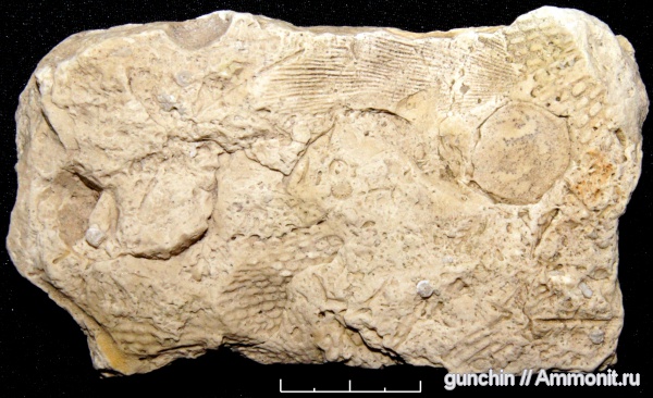 брахиоподы, мшанки, Linoproductus, Самарская область, Rectifenestella