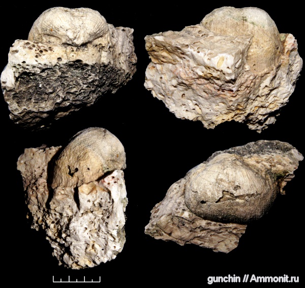 брахиоподы, Самарская область, Productida