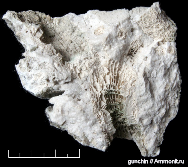 кораллы, Самарская область, Rugosa