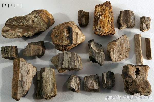 окаменевшее дерево, Самарская область