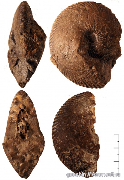 нижний келловей, келловей, Самарская область, Chamoussetia, поперечное сечение, Cadoceratinae, Cardioceratidae, Chamoussetia chamousseti, Callovian, Middle Jurassic, Lower Callovian