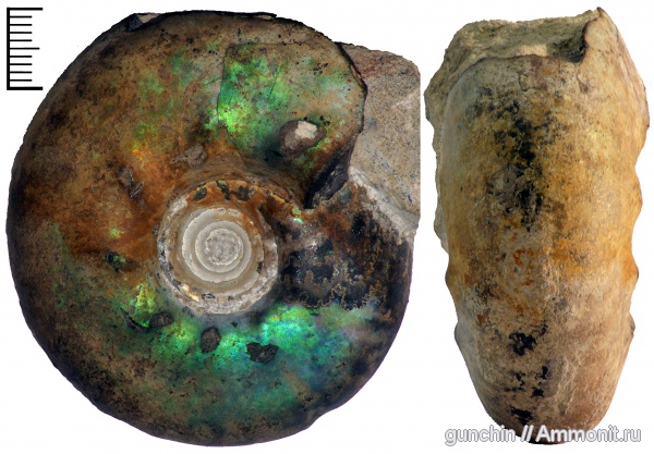 Craspedites, Кашпир, Craspedites parakaschpuricus, Craspeditidae