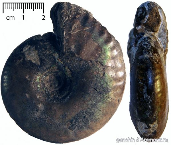 Craspedites, Кашпир, Craspedites mosquensis, Mosquites