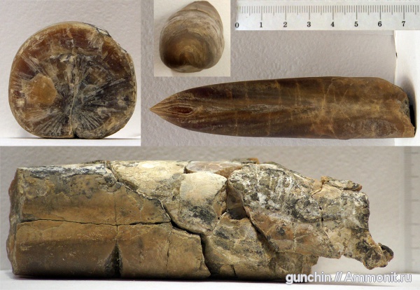 белемниты, Самарская область, Кашпир, belemnites