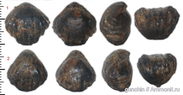 брахиоподы, Самарская область, Praecyclothyris, ?, Rhynchonellida, Kasakoviella