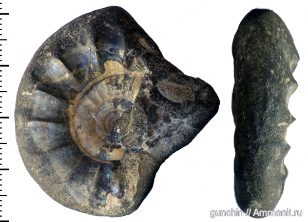 аммониты, Kachpurites, Самарская область, поперечное сечение, Кашпир, Ammonites, Craspeditidae, Kachpurites tenuicostatus, Garniericeratinae, Volgian