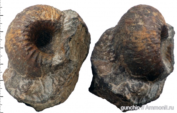 аммониты, нижний келловей, келловей, Самарская область, Cadoceras, Cadoceras elatmae, Cadoceratinae, Cardioceratidae, Ammonites, Paracadoceras, Paracadoceras elatmae, Callovian, Middle Jurassic, Lower Callovian аммониты, нижний келловей, келловей, Самарская область, Cadoceras, Cadoceras elatmae, Cadoceratinae, Cardioceratidae, Ammonites, Paracadoceras, Paracadoceras elatmae, Callovian, Middle Jurassic, Lower Callovian