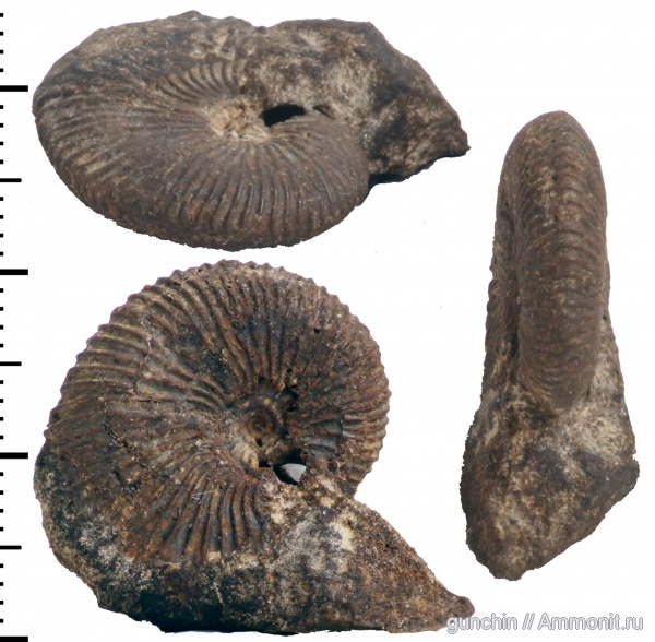 аммониты, Pseudocadoceras, Самарская область, Cadoceratinae, Cardioceratidae, Ammonites
