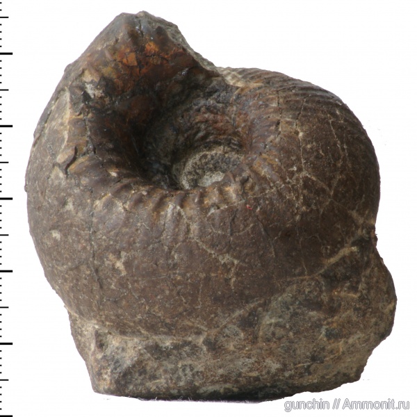 аммониты, Самарская область, Cadoceras, Cadoceras elatmae, Cadoceratinae, Cardioceratidae, Ammonites, Paracadoceras, Paracadoceras elatmae