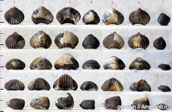 брахиоподы, Самарская область, Ivanoviella, Rhynchonellida, Ivanoviella personata