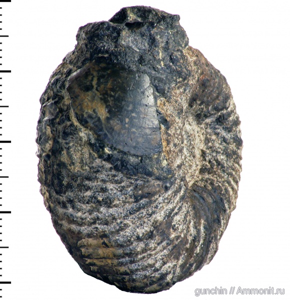 нижний келловей, келловей, Самарская область, аптихи, Kepplerites, Kosmoceratidae, Aptychi, Callovian, Middle Jurassic, Lower Callovian