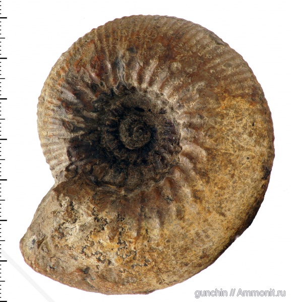 аммониты, нижний келловей, келловей, Самарская область, Kepplerites, Kosmoceratidae, Ammonites, Kepplerites gowerianus, Callovian, Middle Jurassic, Lower Callovian