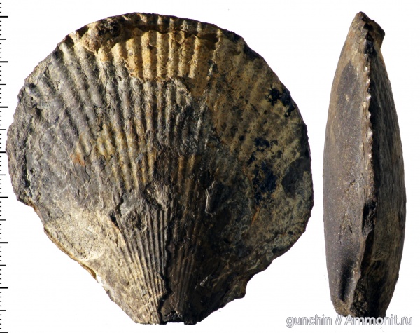 юра, двустворки, двустворчатые моллюски, Самарская область, Chlamys, Jurassic