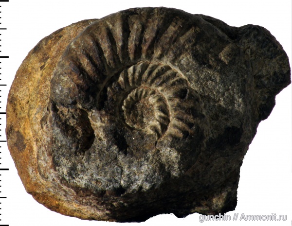 аммониты, юра, келловей, Самарская область, Choffatia, Perisphinctidae, Ammonites, Callovian, Jurassic, Middle Jurassic
