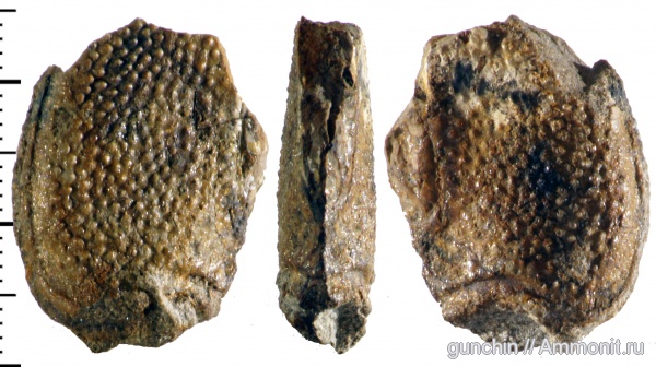 юра, ракообразные, раки, Самарская область, Eryma, Jurassic