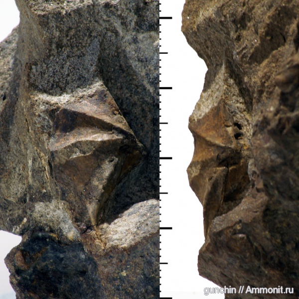 брахиоподы, Самарская область, Terebratulida, Cheirothyris