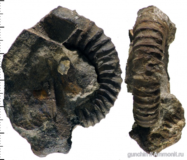 аммониты, юра, Самарская область, Peltoceras, Peltoceratoides, Ammonites, Peltoceratinae, Aspidoceratidae, Parapeltoceras, Jurassic