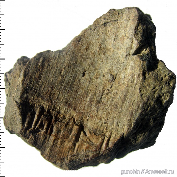 юра, растения, Самарская область, хвощевидные, хвощи, Equisetopsida, Equisetites, Jurassic