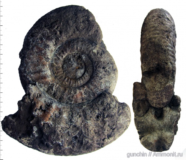 аммониты, юра, келловей, Самарская область, Choffatia, Perisphinctidae, Ammonites, Choffatia mediocris, Callovian, Jurassic, Middle Jurassic