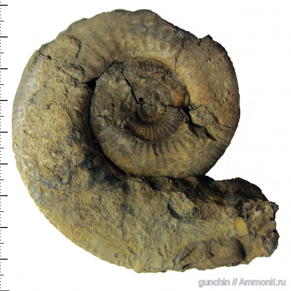 аммониты, юра, микроконхи, келловей, Самарская область, Perisphinctidae, ушки, устье, Anaplanulites, Anaplanulites submutatus, Ammonites, Microconchs, lappets, Callovian, Jurassic, Middle Jurassic