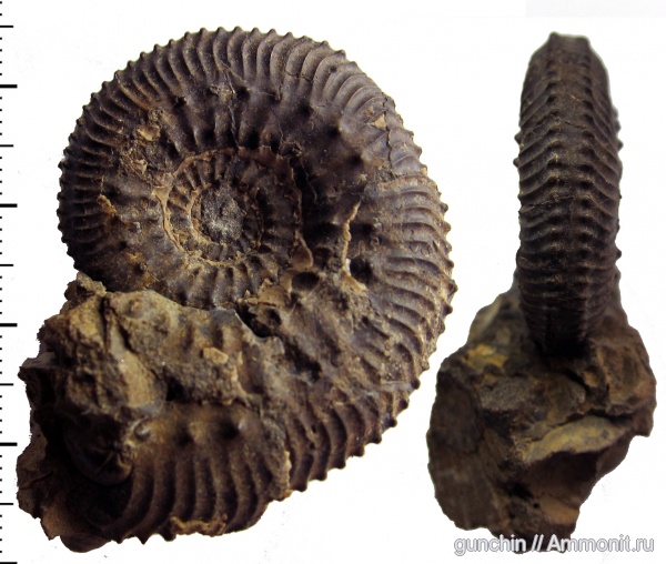 аммониты, юра, Kosmoceras, келловей, Самарская область, Kosmoceratidae, Gulielmiceras, Gulielmiceras jenceni, Ammonites, Callovian, Jurassic, Middle Jurassic