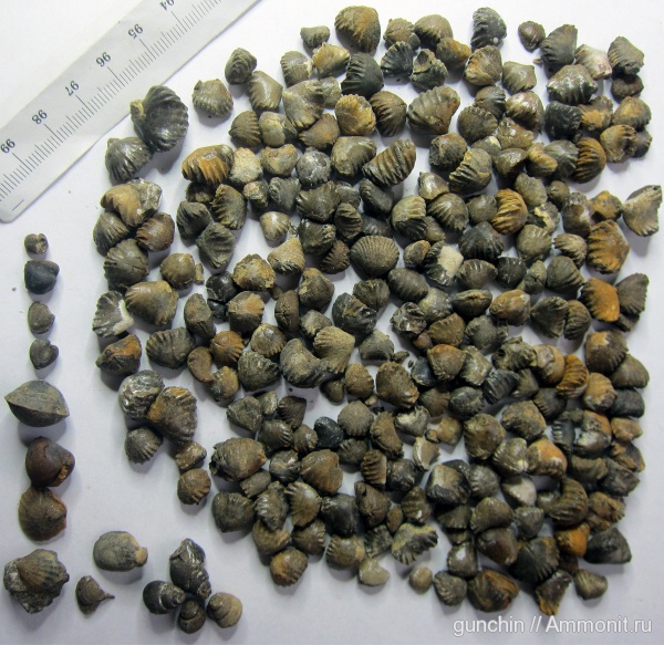 брахиоподы, гастроподы, юра, двустворки, келловей, Самарская область, Ivanoviella, Rhynchonellida, Ivanoviella personata, Callovian, Jurassic, Middle Jurassic