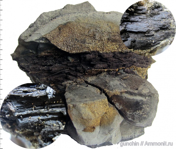 мел, окаменевшее дерево, Ульяновская область, Шиловка, Cretaceous