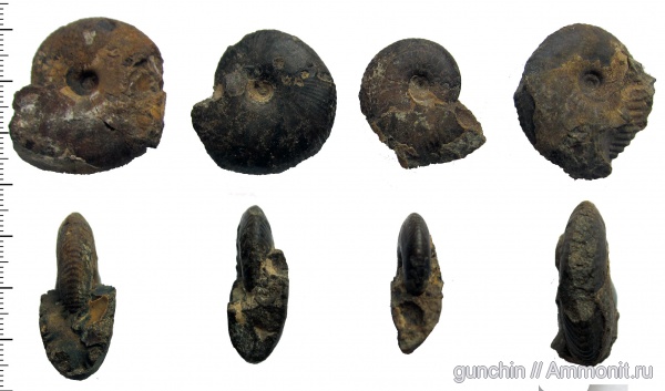 аммониты, юра, микроконхи, келловей, Самарская область, Rondiceras, Rondiceras milaschevici, Cadoceratinae, Cardioceratidae, Ammonites, Microconchs, Callovian, Jurassic, Middle Jurassic