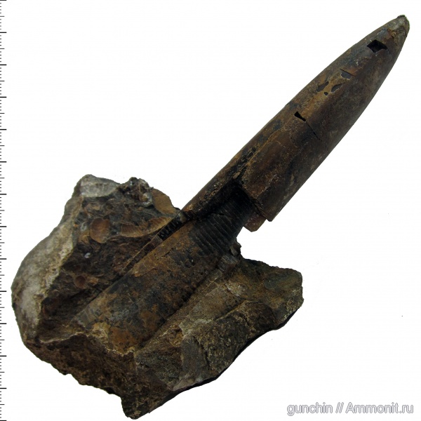 белемниты, юра, келловей, фрагмоконы, ростры, Самарская область, Callovian, Jurassic, Middle Jurassic, belemnites, phragmocones