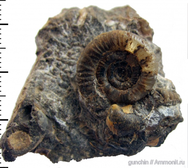 аммониты, юра, келловей, Самарская область, Choffatia, Perisphinctidae, Ammonites, Grossouvria, Pseudoperisphinctinae, Callovian, Jurassic, Middle Jurassic