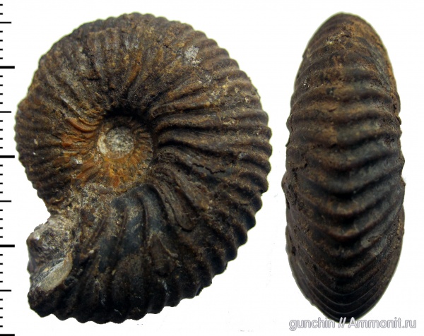 аммониты, юра, Самарская область, Cadoceratinae, Cardioceratidae, Ammonites, Novocadoceras, Novocadoceras suraense, Jurassic