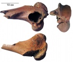 Фрагмент бедренной кости бизона