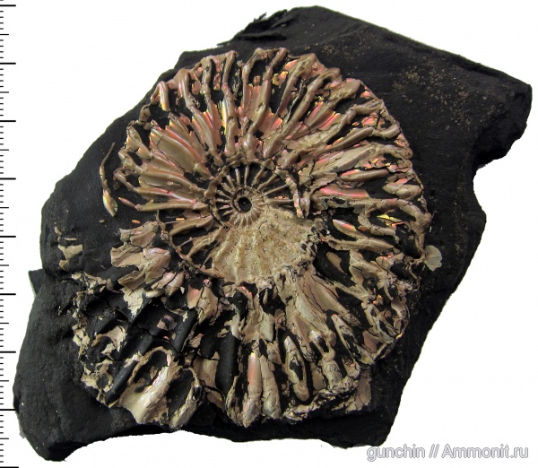 аммониты, мел, Ульяновская область, Deshayesites, Ammonites, Deshayesitidae, Шиловка, Aptian, Cretaceous